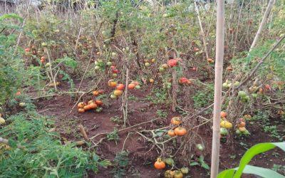 La promotion de la permaculture pour la production des tomates à Cinjoma/Mudaka en Territoire de Kabare/ville de Bukavu